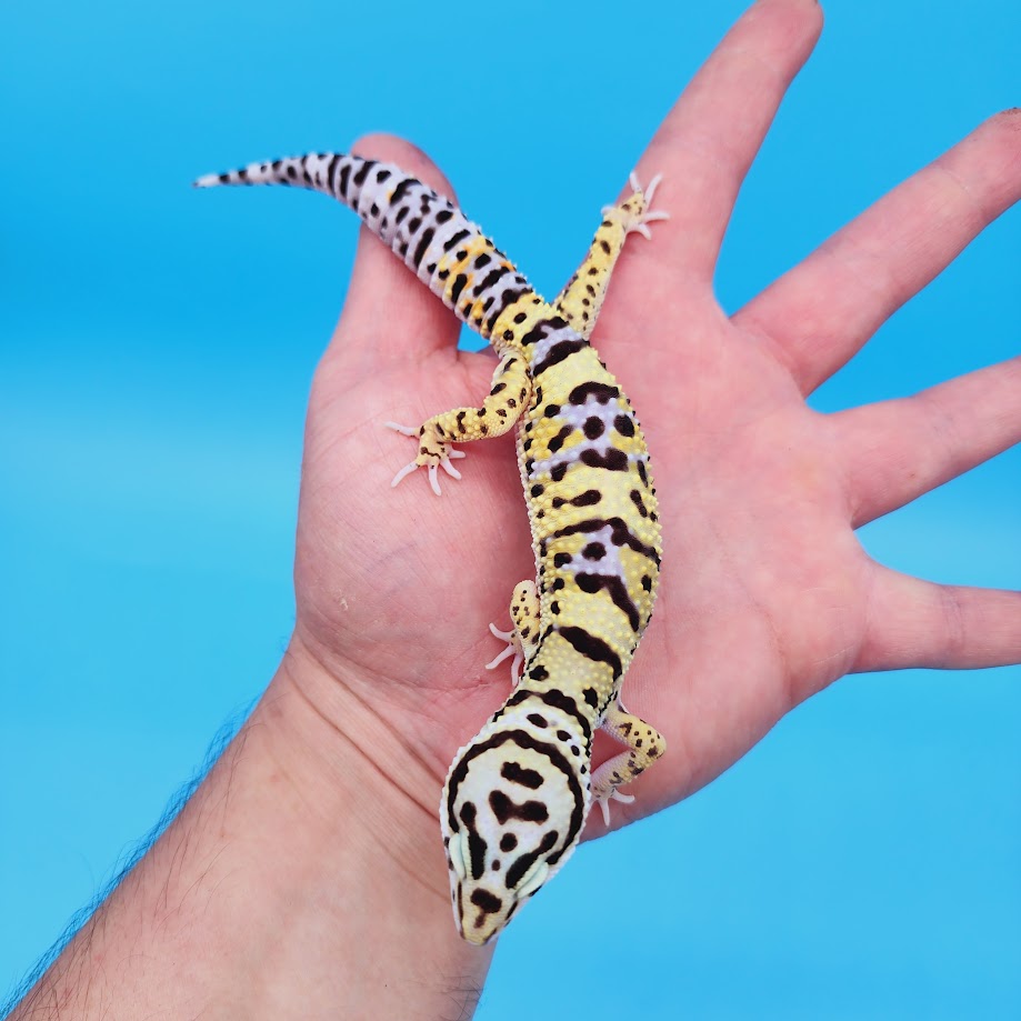 Male Hyper Xanthic Afghan Bold Bandit White & Yellow Leopard Gecko