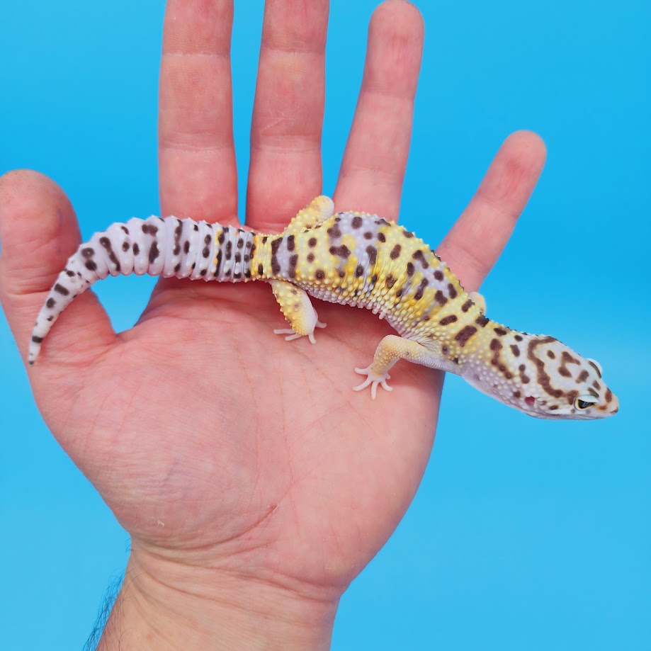 Male Hyper Xanthic Bold Turcmenicus White & Yellow Leopard Gecko (tiny tail kink at very tip)