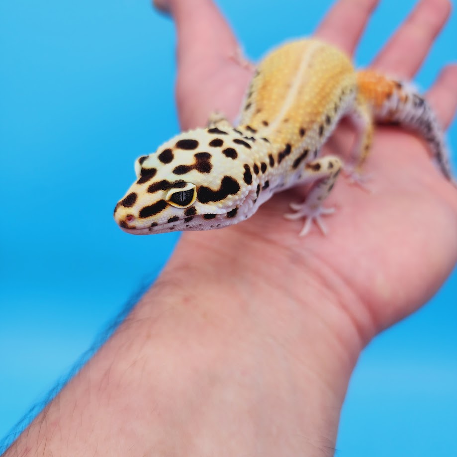 Female Super Hypo Clown Blood Emerine Leopard Gecko (Norman Davis Legacy Line)