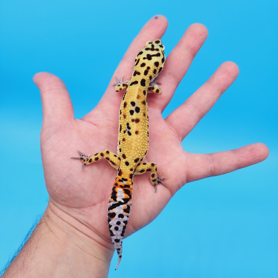Female Bold Blood Bandit Leopard Gecko (Norman Davis Legacy Line) Pet