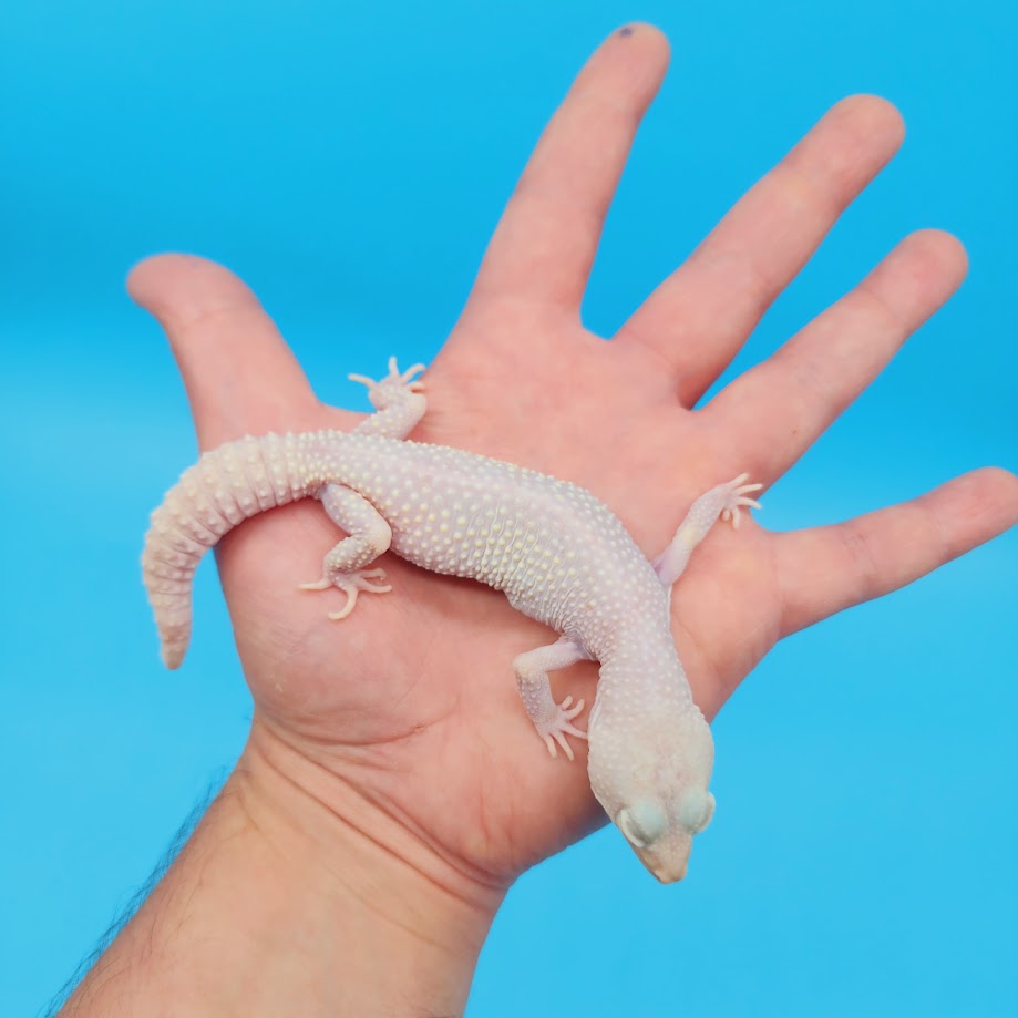Female Diablo Blanco Leopard Gecko (retired breeder)