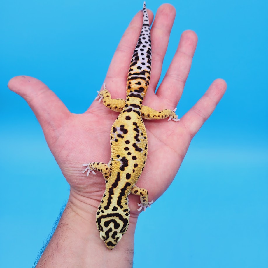 Male Bold Halloween Mask Bandit Leopard Gecko (Norman Davis Legacy Line)