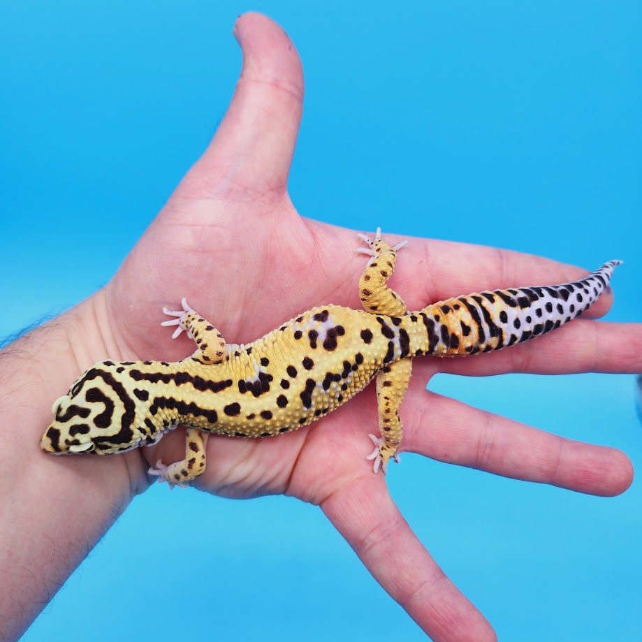 Male Bold Halloween Mask Bandit Leopard Gecko (Norman Davis Legacy Line)