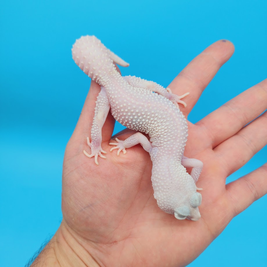 Female Diablo Blanco Leopard Gecko (Norman Davis Legacy Line) Pet