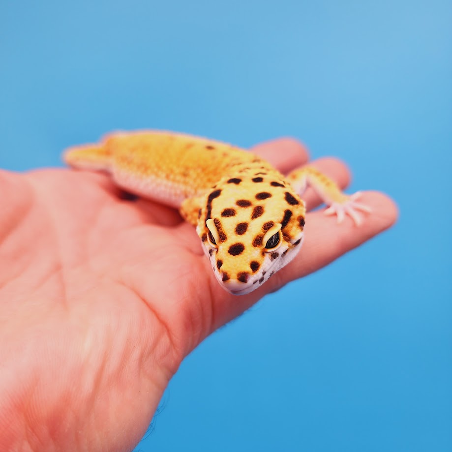 Male Inferno Bold Emerine possible White & Yellow Leopard Gecko