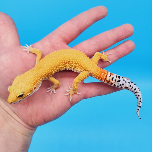 Male Super Hypo Mandarin Bold Baldy Leopard Gecko