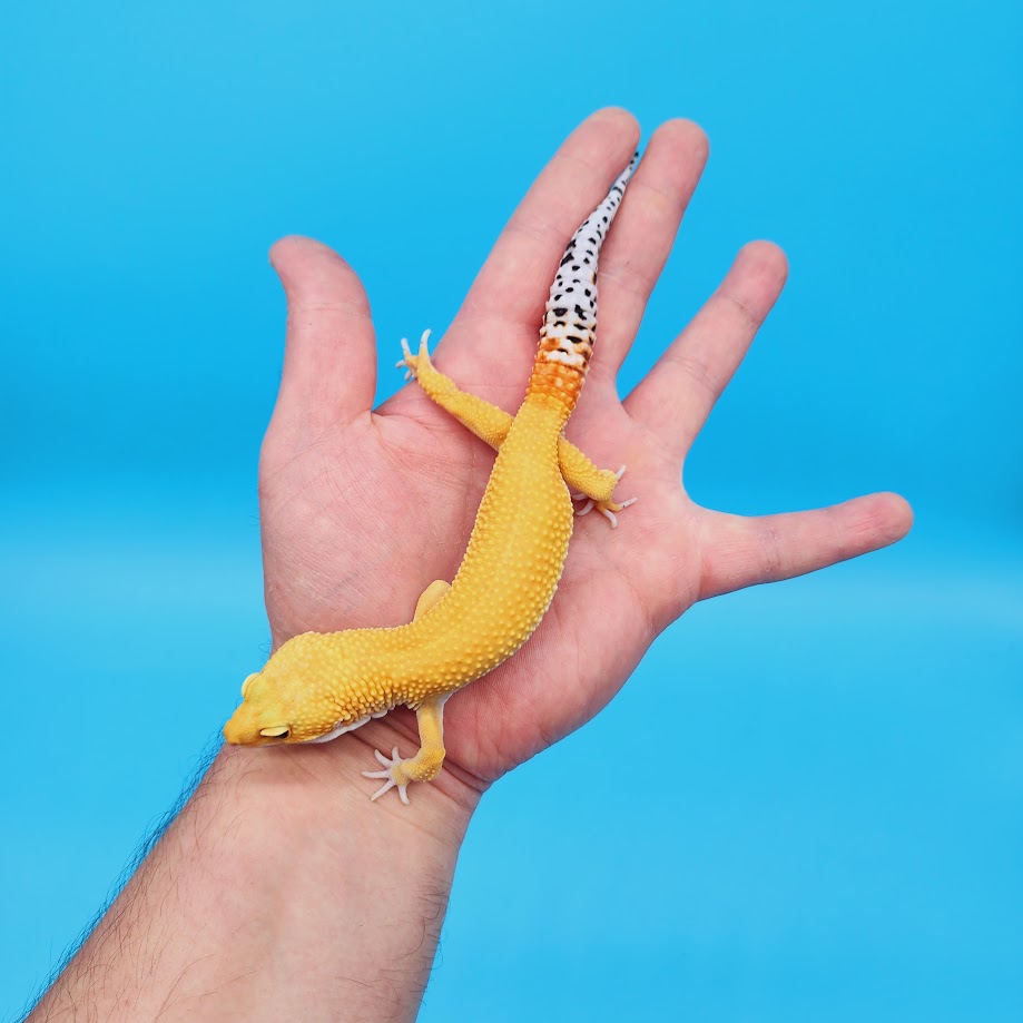 Male Super Hypo Mandarin Bold Baldy Leopard Gecko