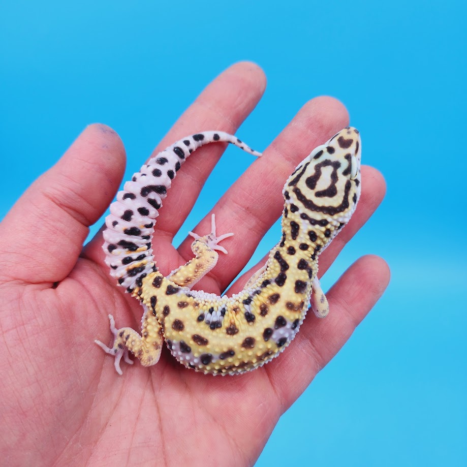 Male Mandarin Inferno Turcmenicus Rainbow Leopard Gecko