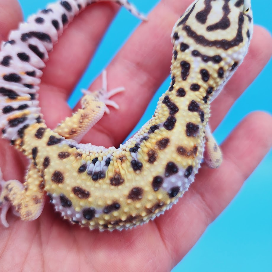 Male Mandarin Inferno Turcmenicus Rainbow Leopard Gecko