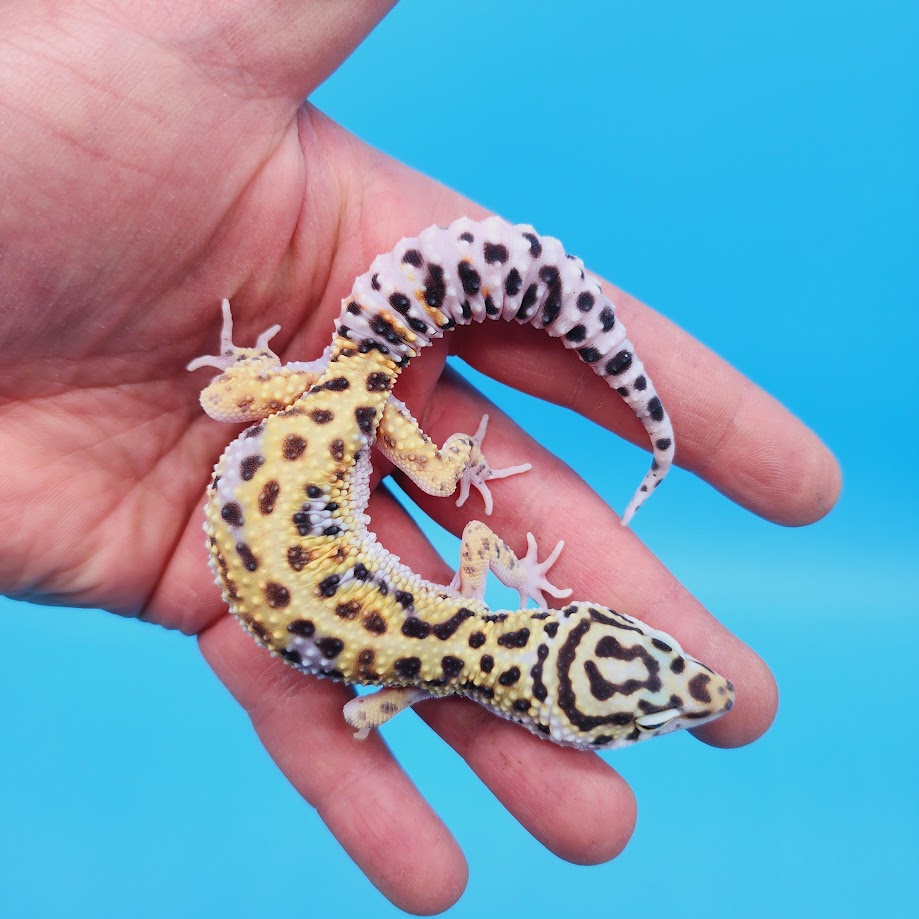 Male Mandarin Inferno Turcmenicus Rainbow Leopard Gecko