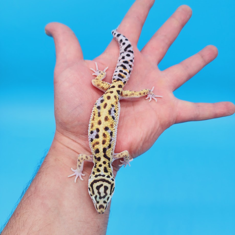 Male Mandarin Inferno Turcmenicus Rainbow Leopard Gecko