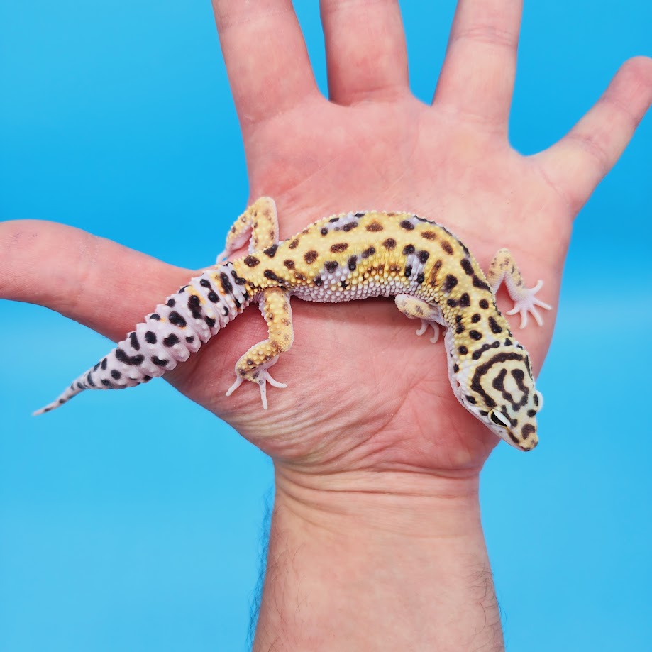 Male Mandarin Inferno Turcmenicus Rainbow Leopard Gecko