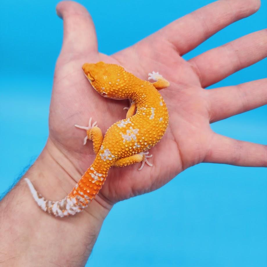 Female Mandarin Inferno Tangerine Tremper Albino White Spot Leopard Gecko