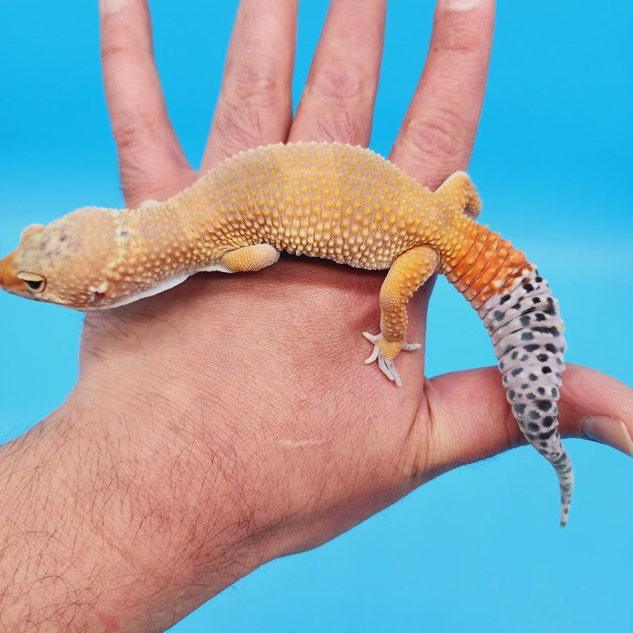 Male Mandarin Turcmenicus Super Hypo Leopard Gecko (in shed)