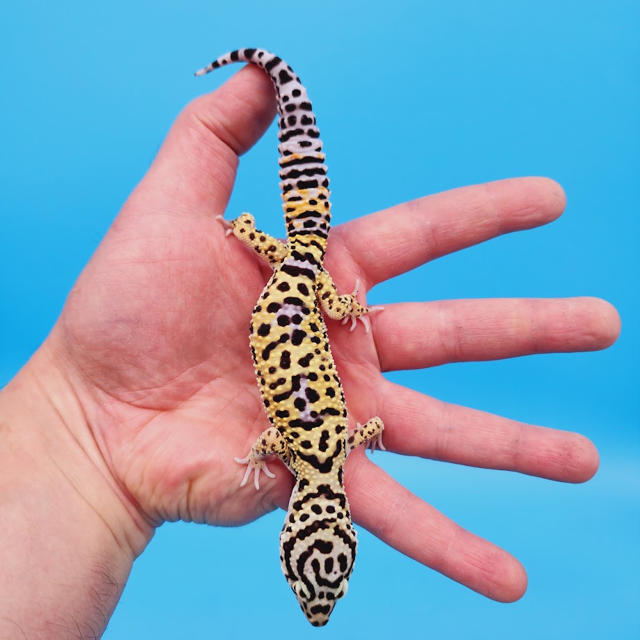 Male Hyper Xanthic Afghanicus Bold Bandit Leopard Gecko