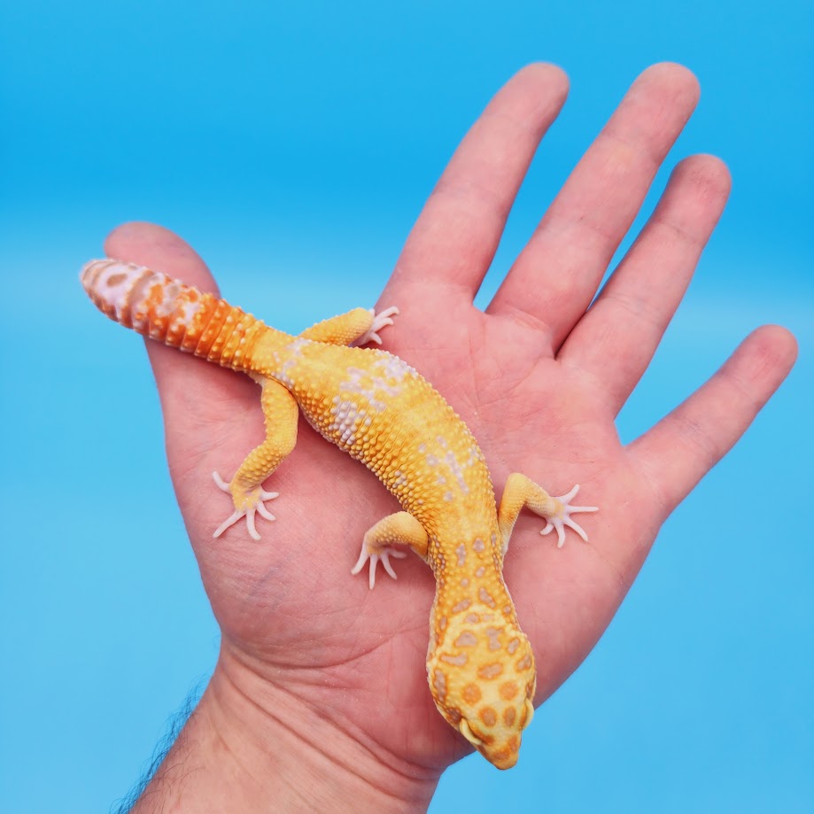 Male Mandarin Inferno Tangerine Tremper Albino Leopard Gecko
