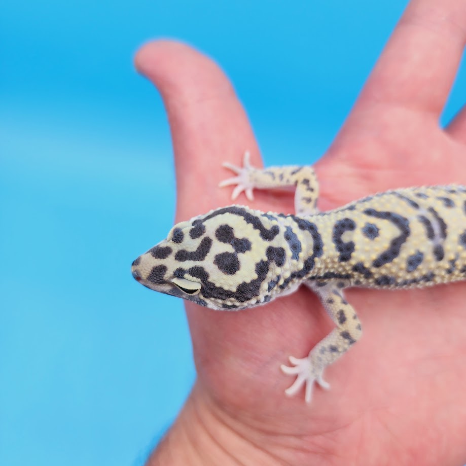 Male Hyper Xanthic Afghanicus Bold Leopard Gecko (in shed)