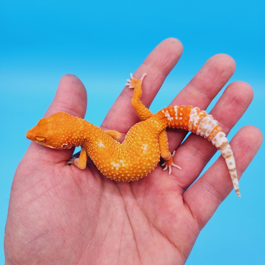 Female Mandarin Inferno Tangerine Tremper Albino White Spot Leopard Gecko