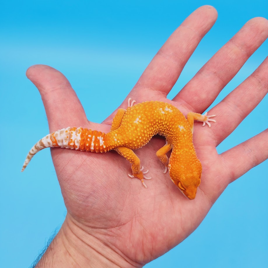 Female Mandarin Inferno Tangerine Tremper Albino White Spot Leopard Gecko