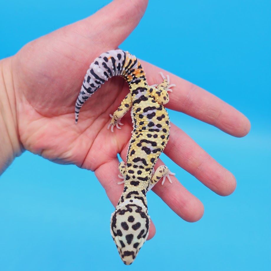 Male Hyper Xanthic Afghanicus Bold Bandit Tri-Color Leopard Gecko
