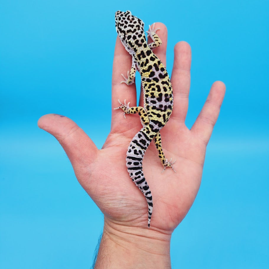 Male Afghanicus Turcmenicus Leopard Gecko