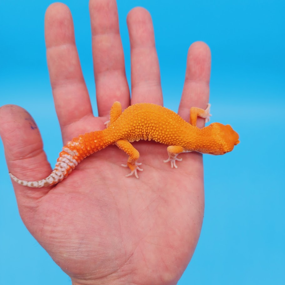 Male Super Hypo Mandarin Inferno Tremper Albino Baldy Carrot Tail Leopard Gecko