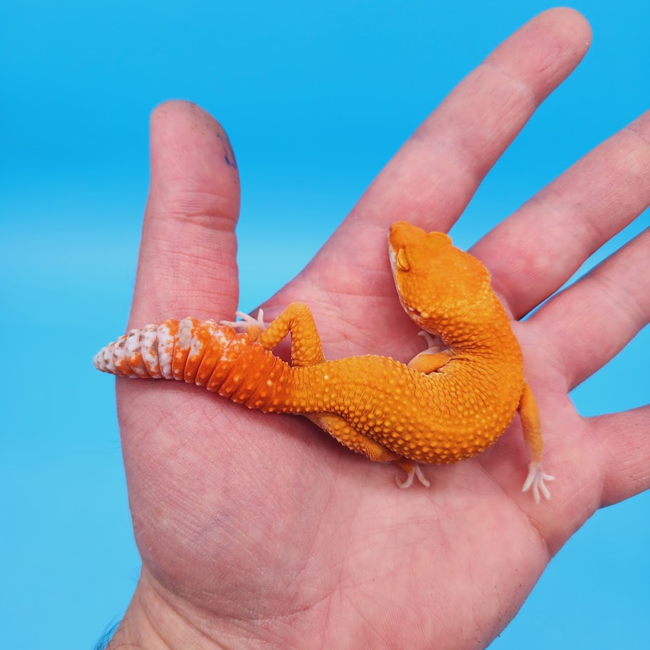 Male Super Hypo Mandarin Inferno Tremper Albino Baldy Carrot Tail Leopard Gecko