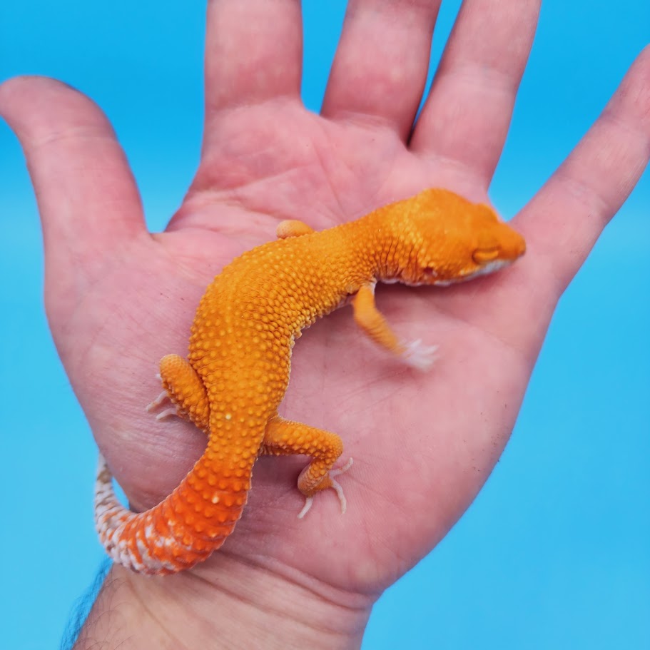 Male Super Hypo Mandarin Inferno Tremper Albino Baldy Carrot Tail Leopard Gecko