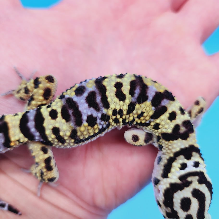 Male Hyper Xanthic Afghanicus Bold Bandit Leopard Gecko