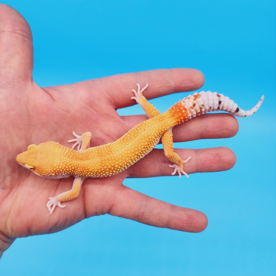 Male Super Hypo Mandarin Bold Baldy White & Yellow Leopard Gecko (slightly imperfect body structure pet)