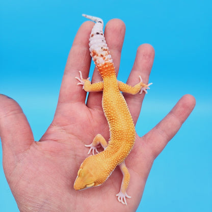 Male Super Hypo Mandarin Bold Baldy White & Yellow Leopard Gecko (slightly imperfect body structure pet)