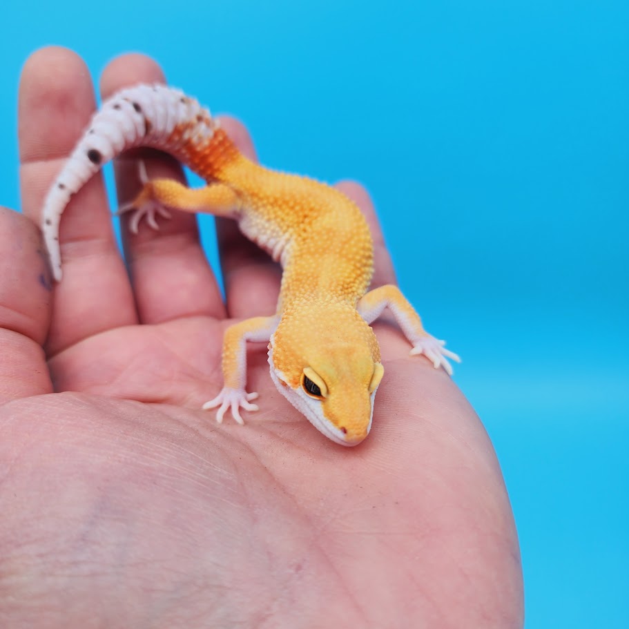 Male Super Hypo Mandarin Bold Baldy White & Yellow Leopard Gecko (slightly imperfect body structure pet)
