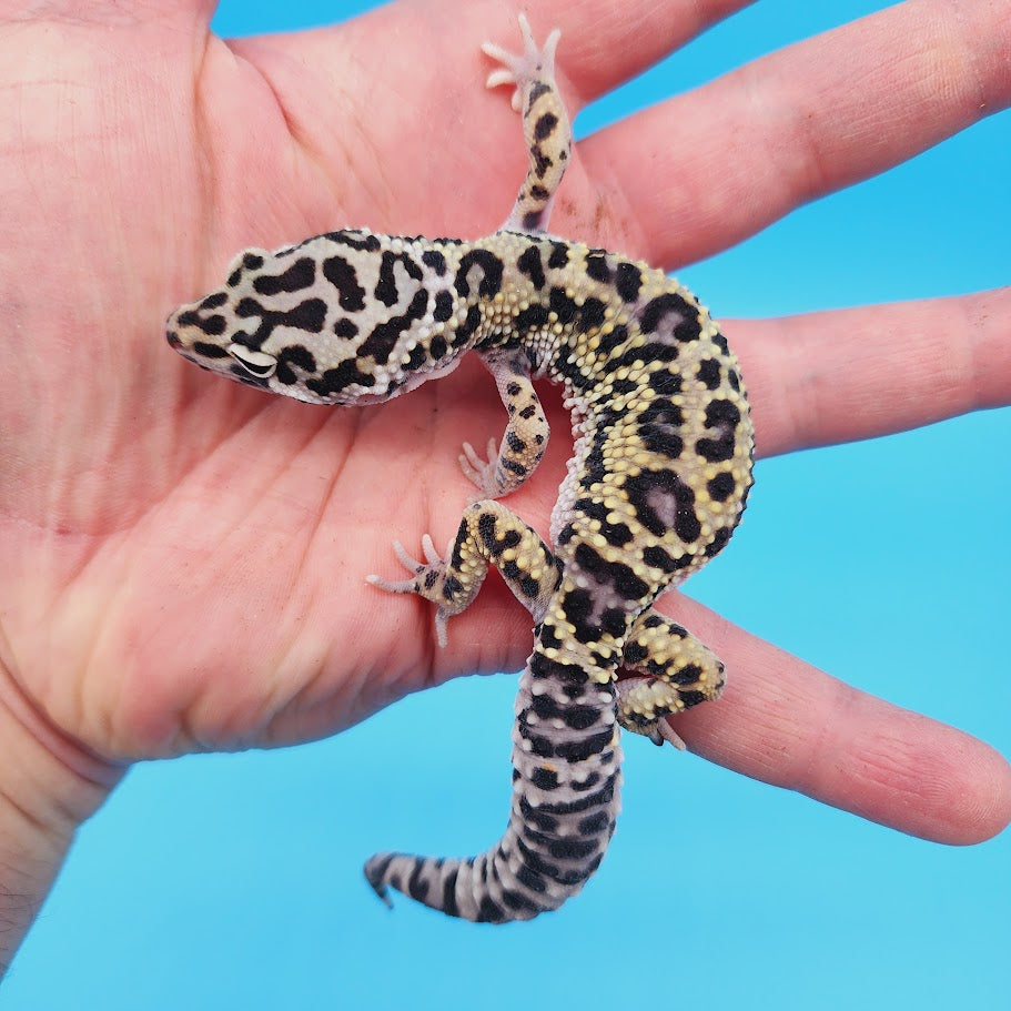 Male Afghanicus (25%) Mack Snow (75%) Leopard Gecko