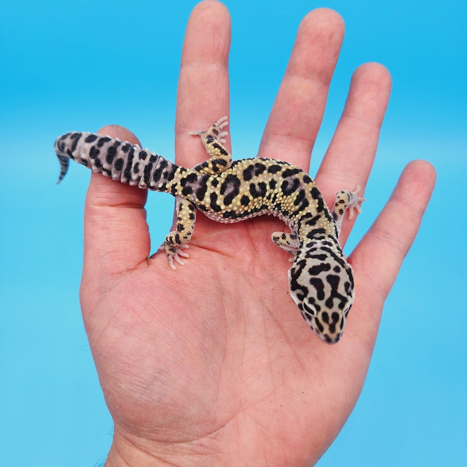 Male Afghanicus (25%) Mack Snow (75%) Leopard Gecko