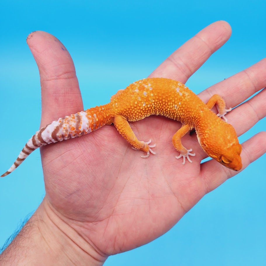 Male Mandarin Inferno Tremper Albino White Spot Jungle Leopard Gecko