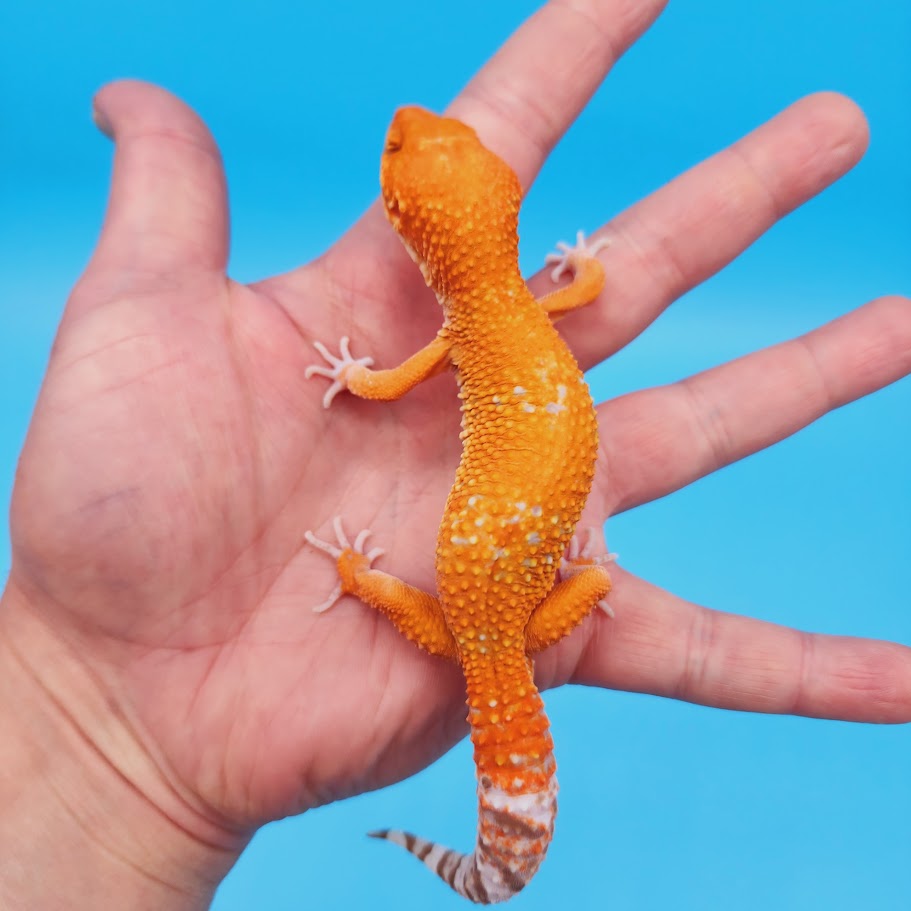 Male Mandarin Inferno Tremper Albino White Spot Jungle Leopard Gecko