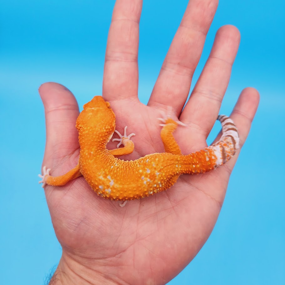 Male Mandarin Inferno Tremper Albino White Spot Jungle Leopard Gecko