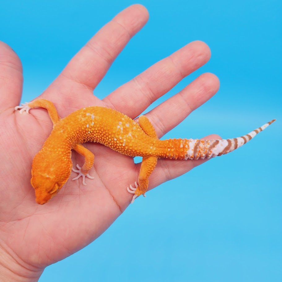 Male Mandarin Inferno Tremper Albino White Spot Jungle Leopard Gecko