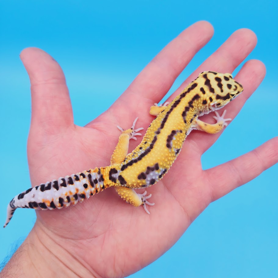 Male Bengal Black Night Mandarin Cross Leopard Gecko (pet slight mbd syndrome but 100% ok, thriving)