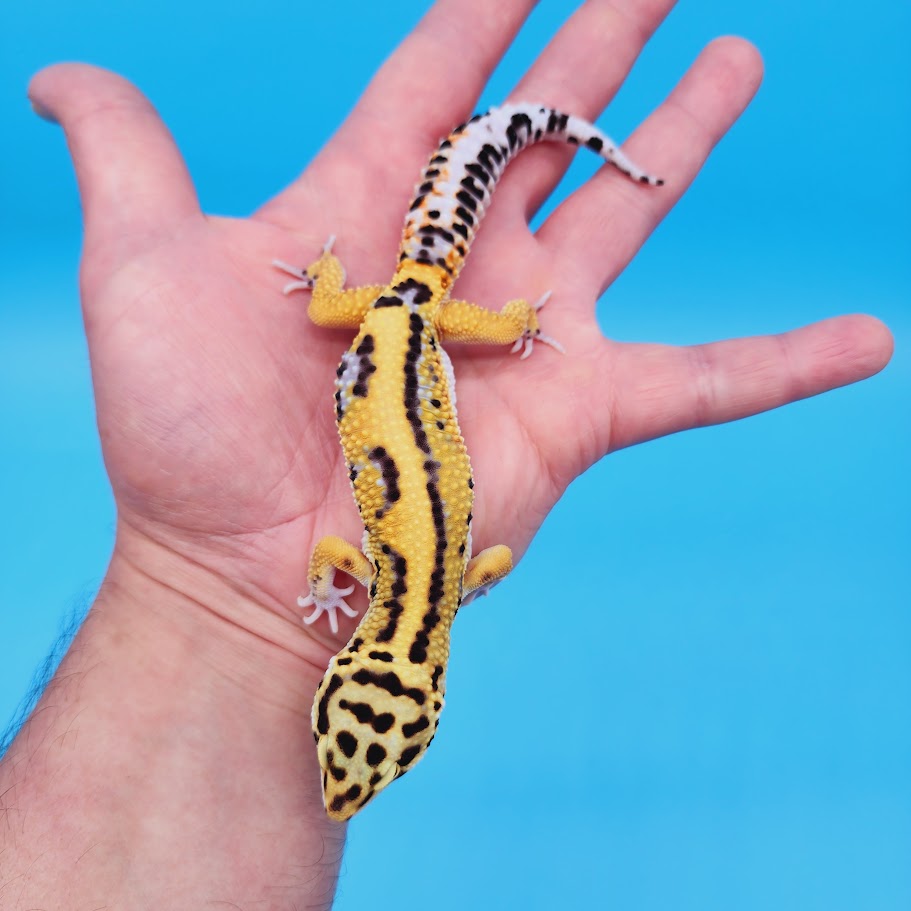 Male Bengal Black Night Mandarin Cross Leopard Gecko (pet slight mbd syndrome but 100% ok, thriving)