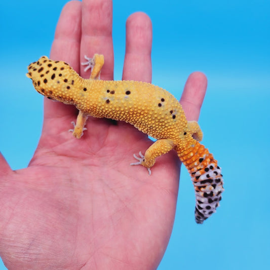 Male Mandarin Clown 100% Het Tremper Albino Leopard Gecko (pet slight mbd syndrome, 100% ok, thriving)