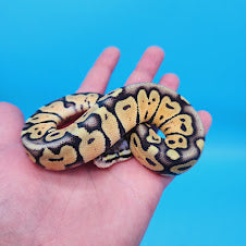 Female Super Pastel Het Puzzle Possible Het Clown Ball Python