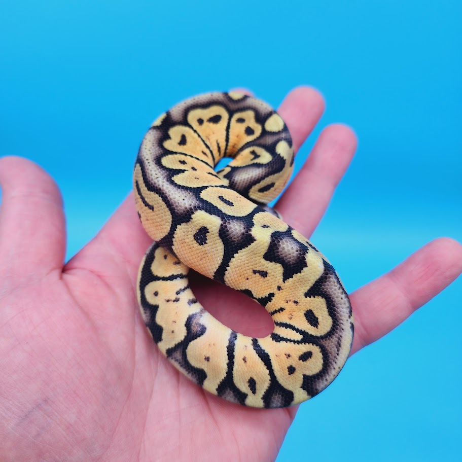 Probable Male Super Pastel Het Puzzle Possible Het Clown Ball Python