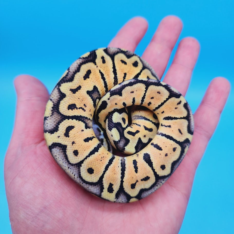 Female Super Pastel Het Puzzle Possible Het Clown Ball Python