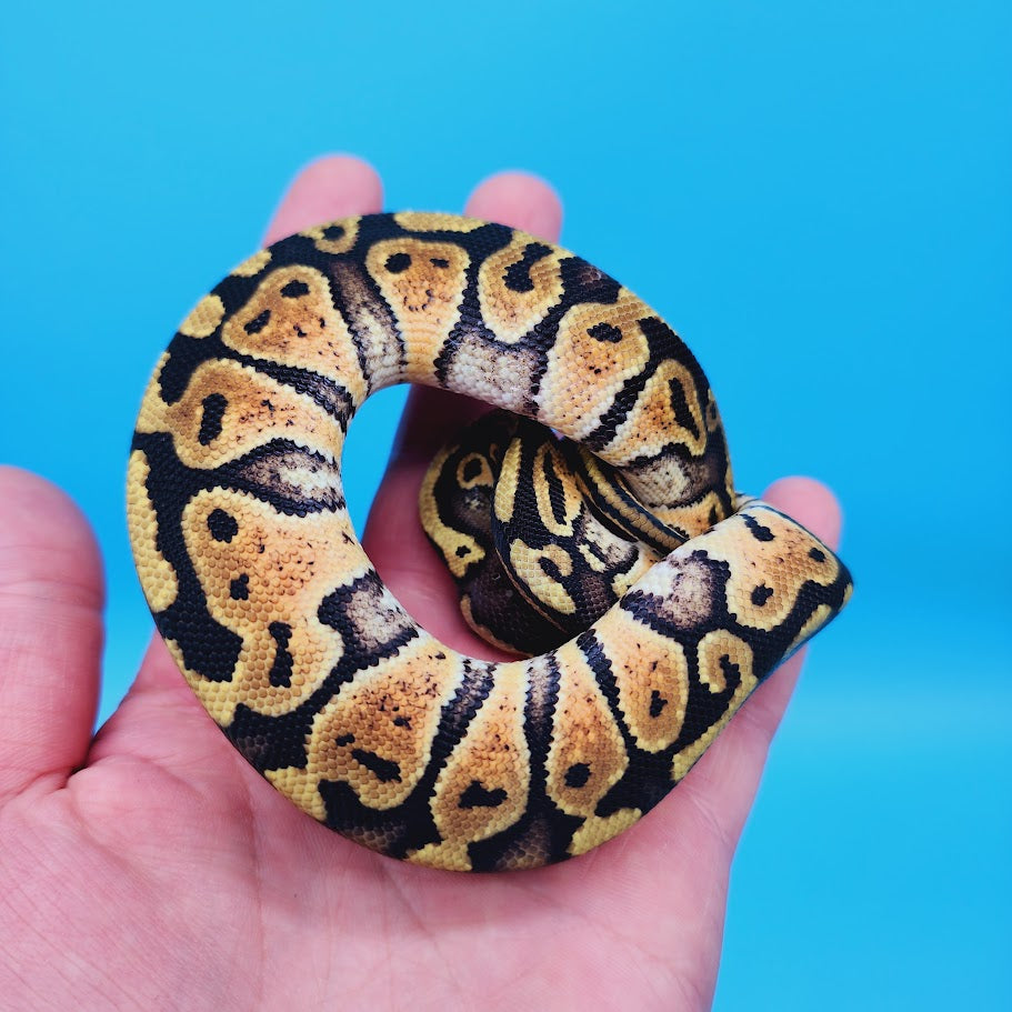 Female Pastel Het Puzzle Possible Het Clown Ball Python