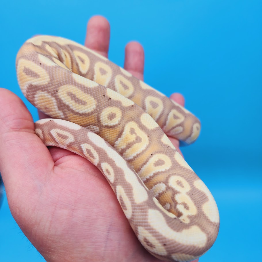 Female Banana Pastel Yellow Belly Ball Python