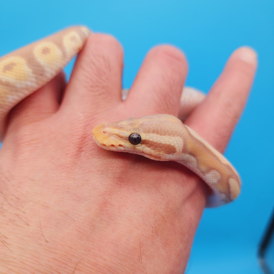 Female Banana Pastel Yellow Belly Ball Python