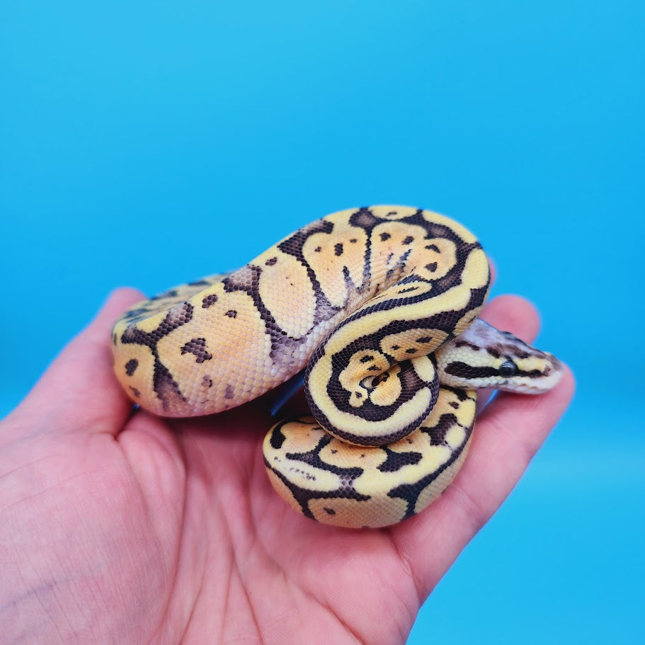 Female Super Pastel Het Puzzle Possible Het Clown Ball Python