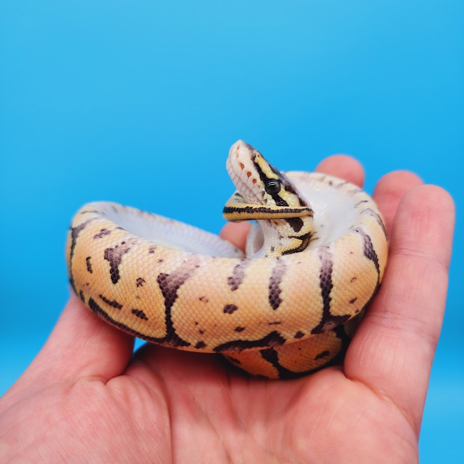 Female Super Pastel Het Puzzle Possible Het Clown Ball Python