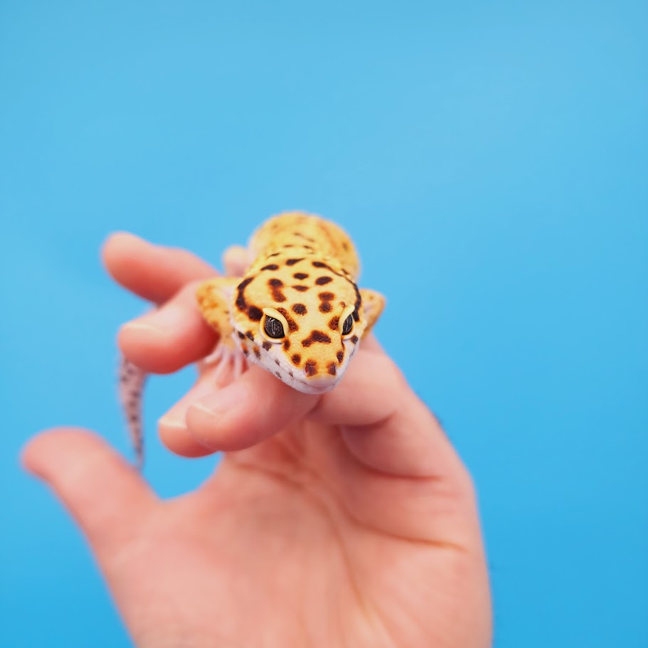 Male Mandarin Inferno Bold Emerine Possible White & Yellow Leopard Gecko (very nice in person!)